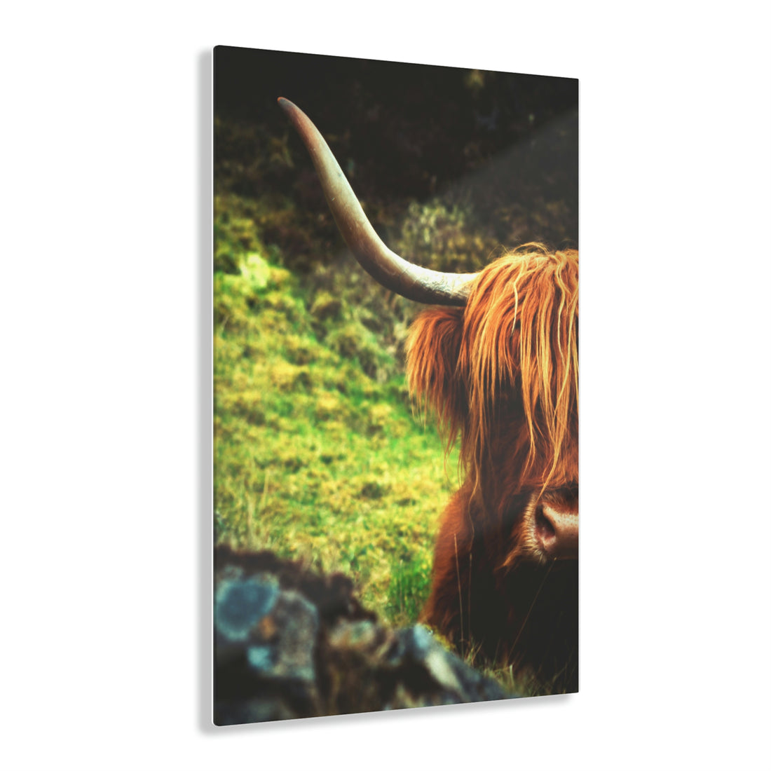 Hide and Horns: A Whimsical Tale of Highland Cow's Peek-a-Boo in Scotland
